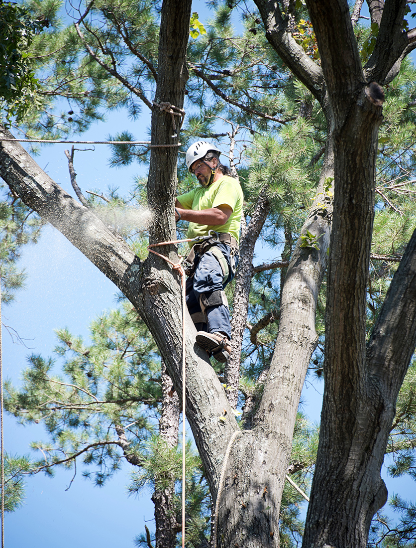 Treecology: Expert Tree Trimming, Removal, and Care