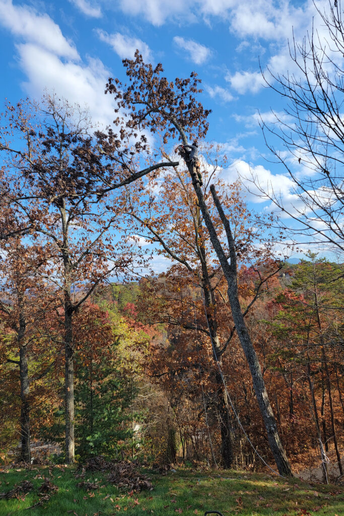 tree removal in Sevierville