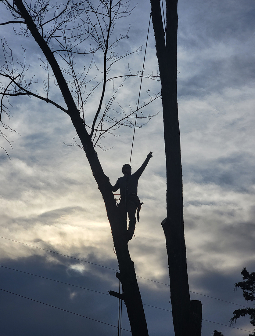 Tree Trimming by Treecology