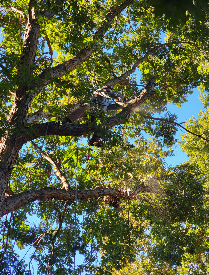 tree trimming service in knoxville tennessee