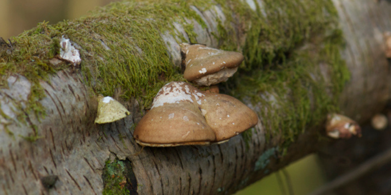 Trees and Mushrooms