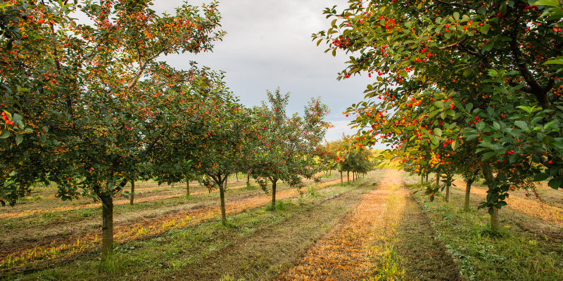 Pruning Fruit Trees