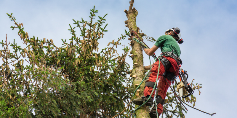 Tree Trimming and Lawn Maintenance Partner in Maryville