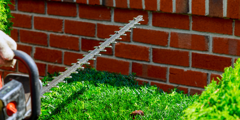 Hedge Shaping Sevier County