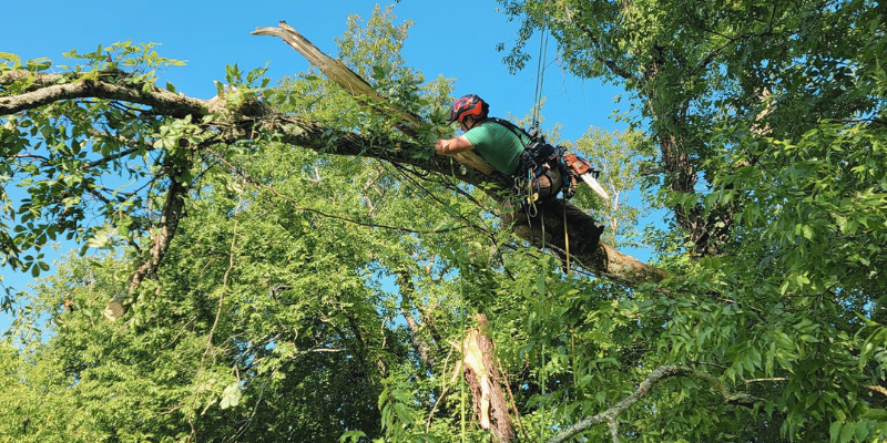 Keeping Your Property Safe Tree Trimming Services in Sevierville Tennessee