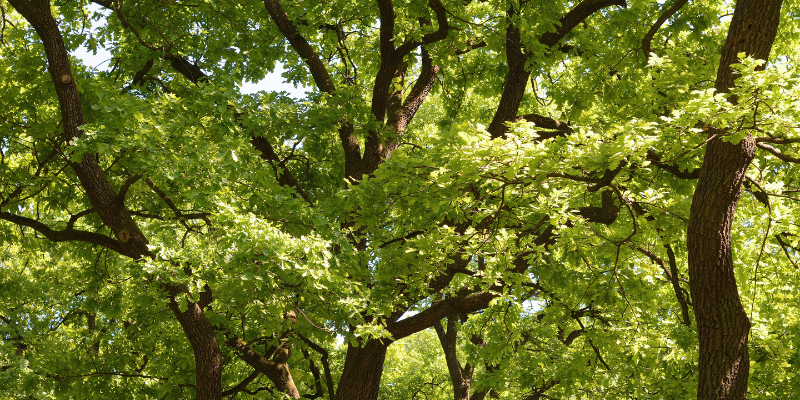 Tree Trimming in Sevier County Tennessee