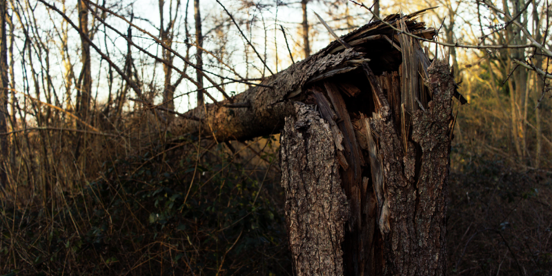 Dead and Fallen Trees On Your Property