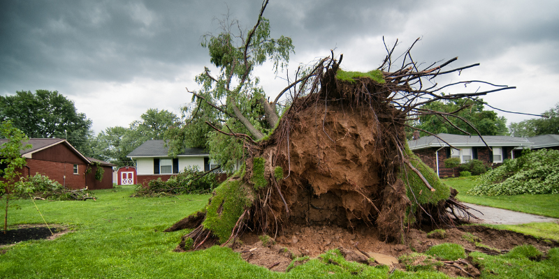 Emergency Tree Services in Sevierville