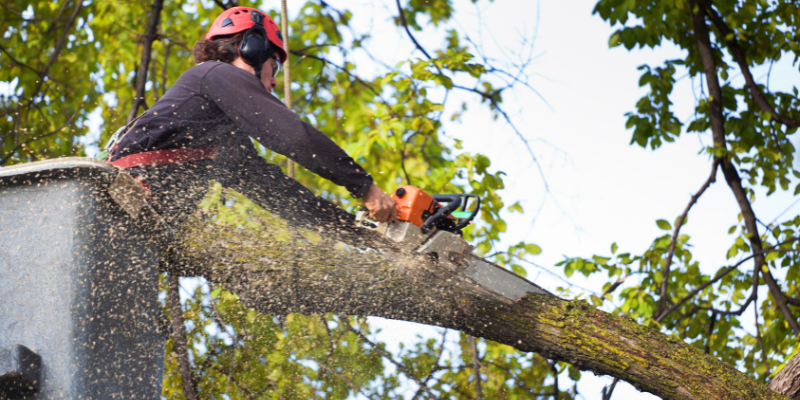 Treecology LLC Signs Your Trees Need Professional Care