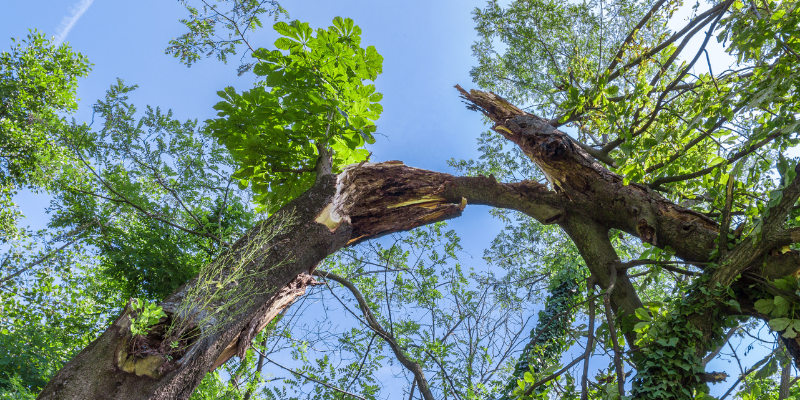 Emergency Tree Services and Hazardous Tree Removal in Maryville