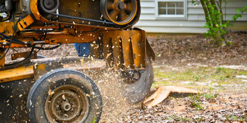 Treecology LLC Arborists in Sevierville