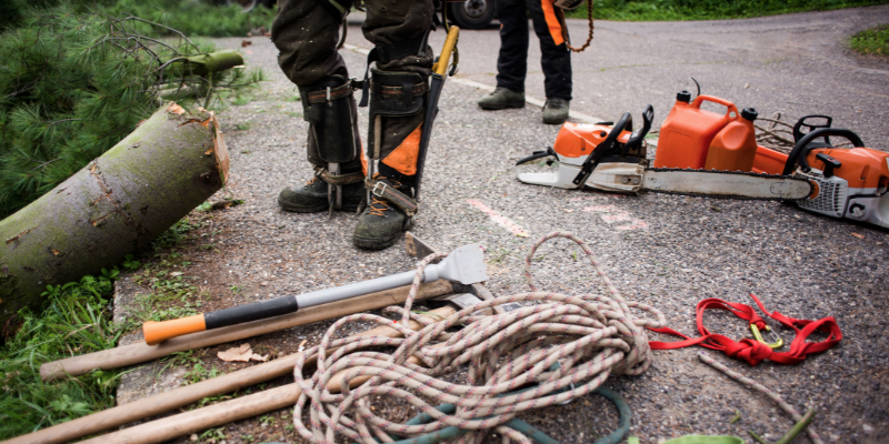 Tools of a Successful Arborist