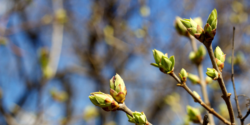 Spring Tree Trimming and Removal in Seymour