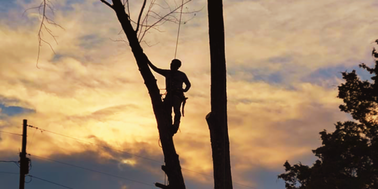 Expert Tree Removal In Sevierville