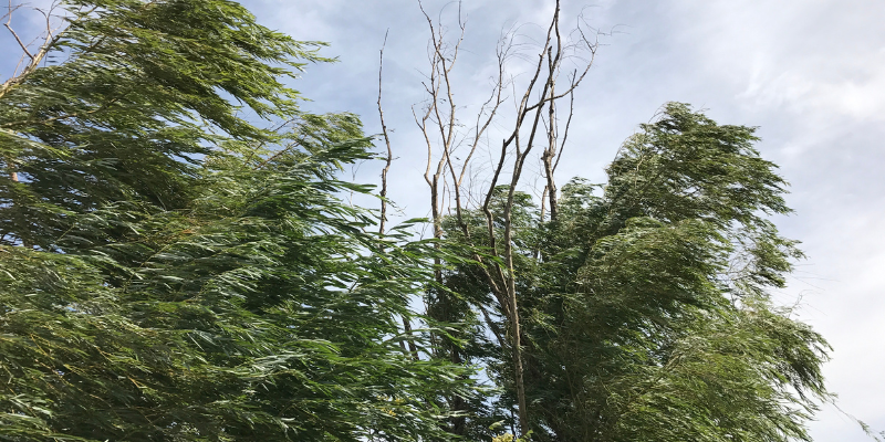 Expert Tree Removal in Maryville | Treecology LLC