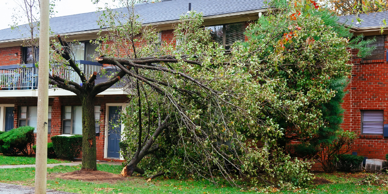 Tree Removal and Limb Trimming  in Seymour